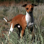 "About Time's SpytFire" Red Irish Italian Greyhound Male